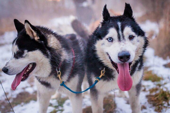 Kraków- An Unforgettable Adventure With Full Dog Sled Ride  - cover photo