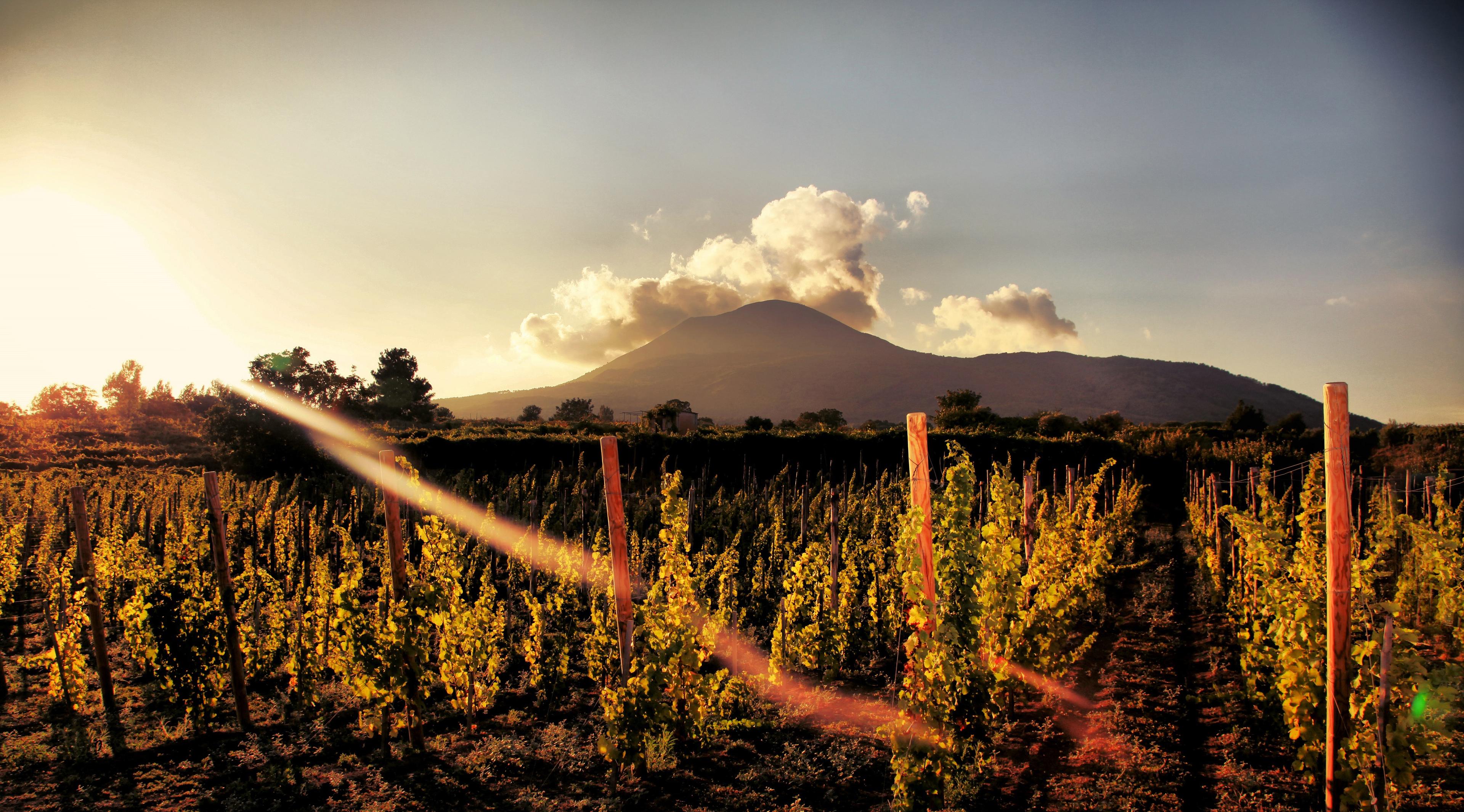 WINE TASTING on Vesuvius tour from Naples - Group Tour - photo 5