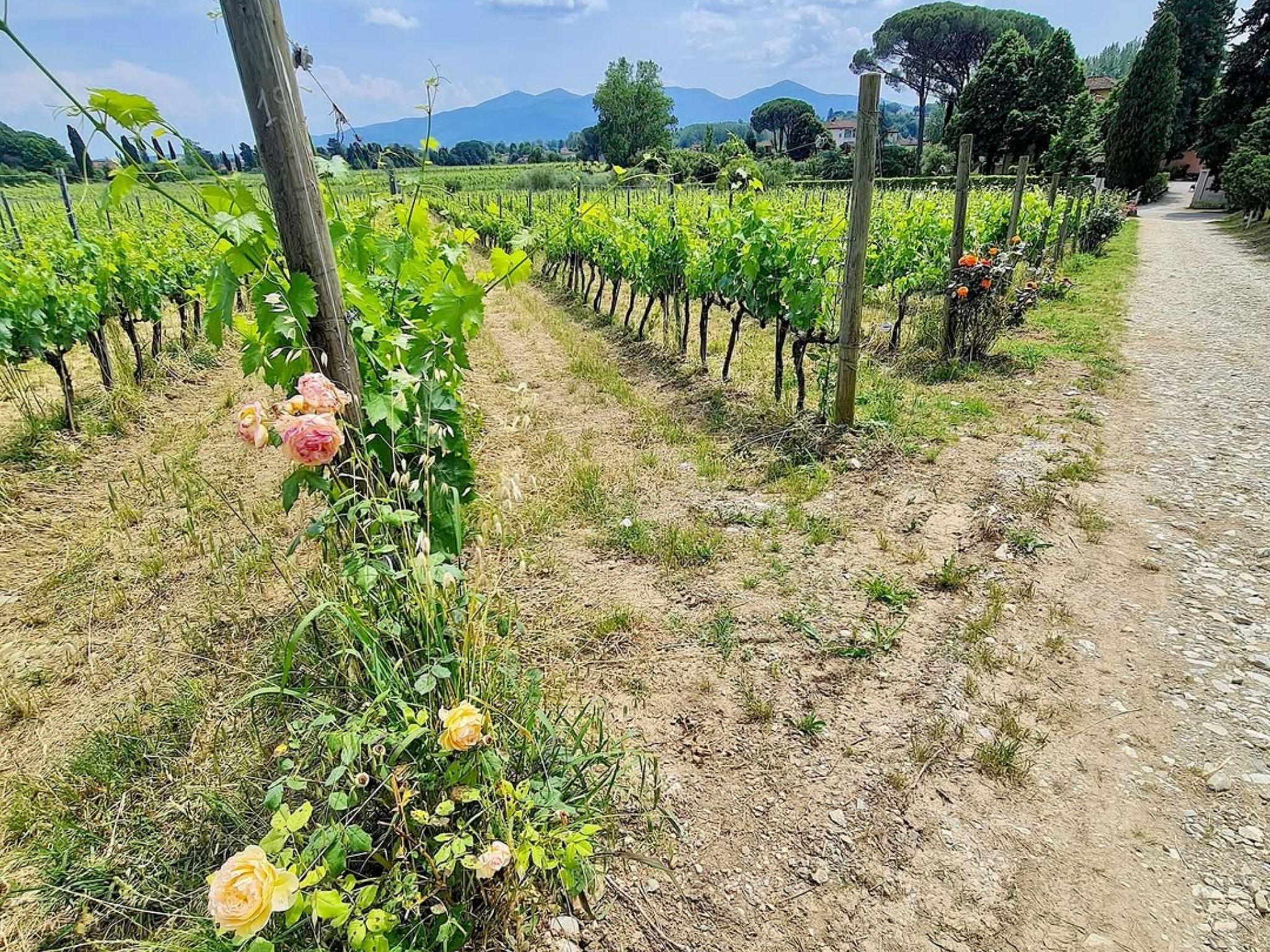 Organic and Biodynamic Winery Tour and Tasting in Lucca - photo 5
