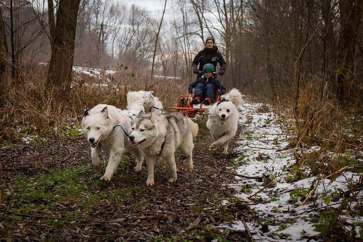 Kraków- An Unforgettable Adventure With Full Dog Sled Ride  - photo 3