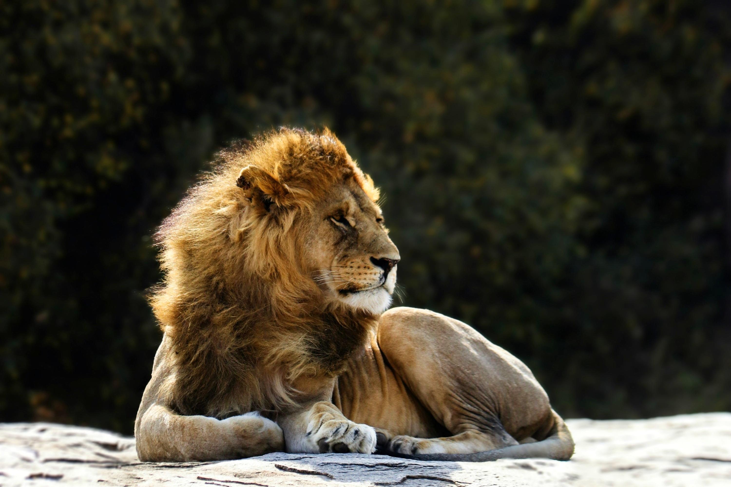 2-Day Tanzania Safari | Tarangire & Ngorongoro Big Five Experience - photo 2