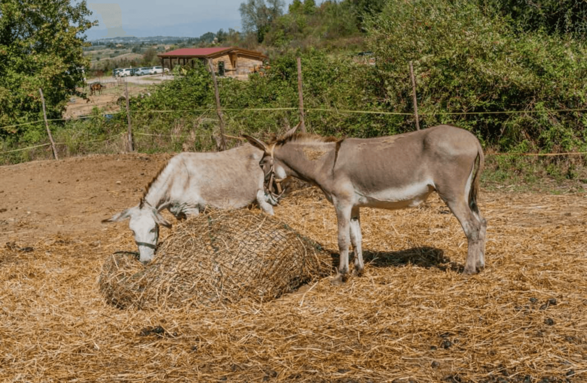 Walk with Donkeys in the Olive Orchard near Florence - photo 5