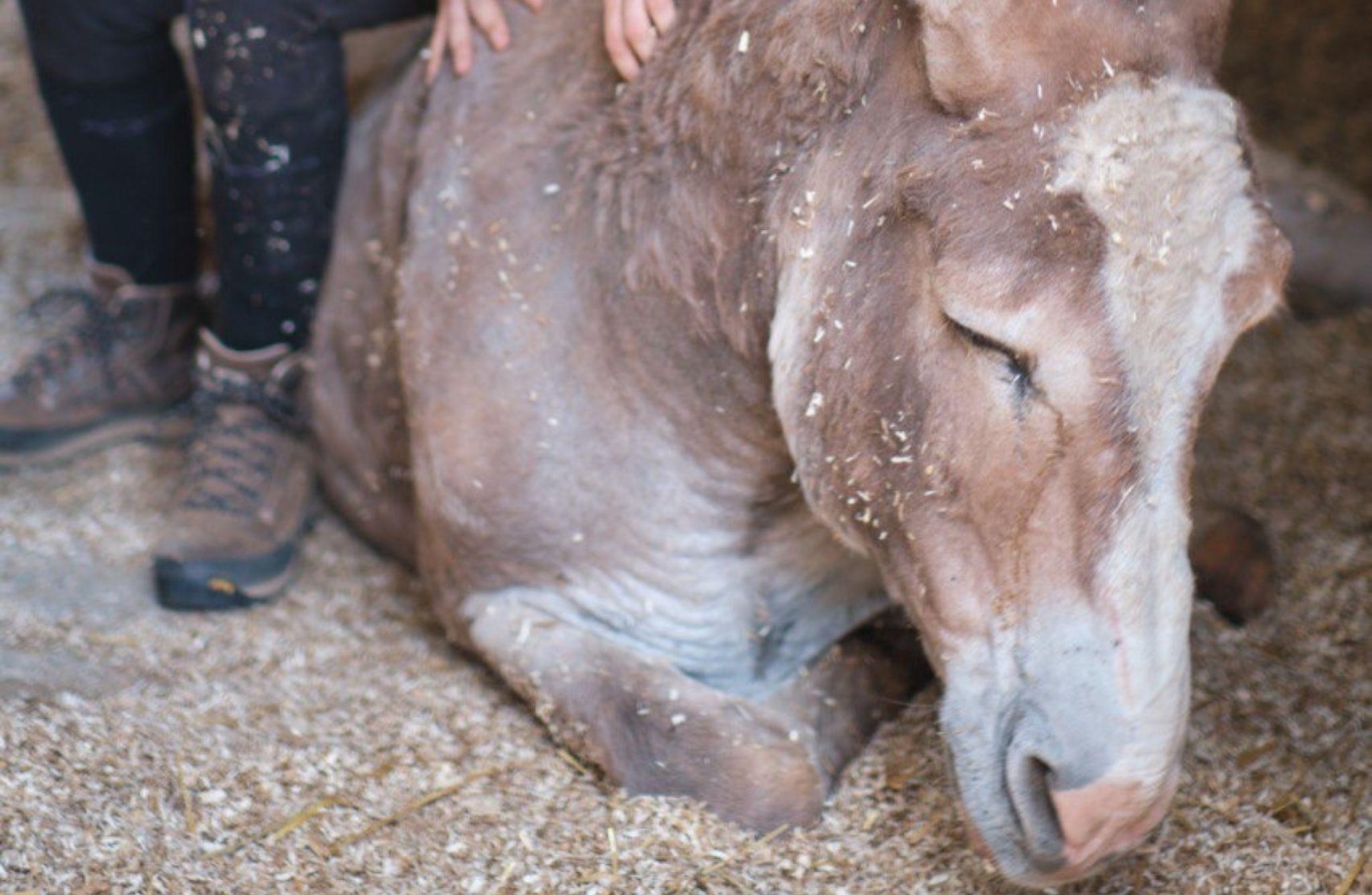 Walk with Donkeys and Visit the Porcine Caves near Viterbo - photo 4