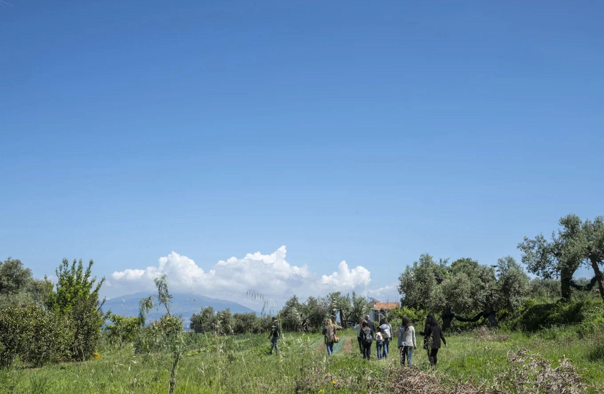 Luxury Winery Tour with Wine and Food Tasting in Sorrento - photo 5