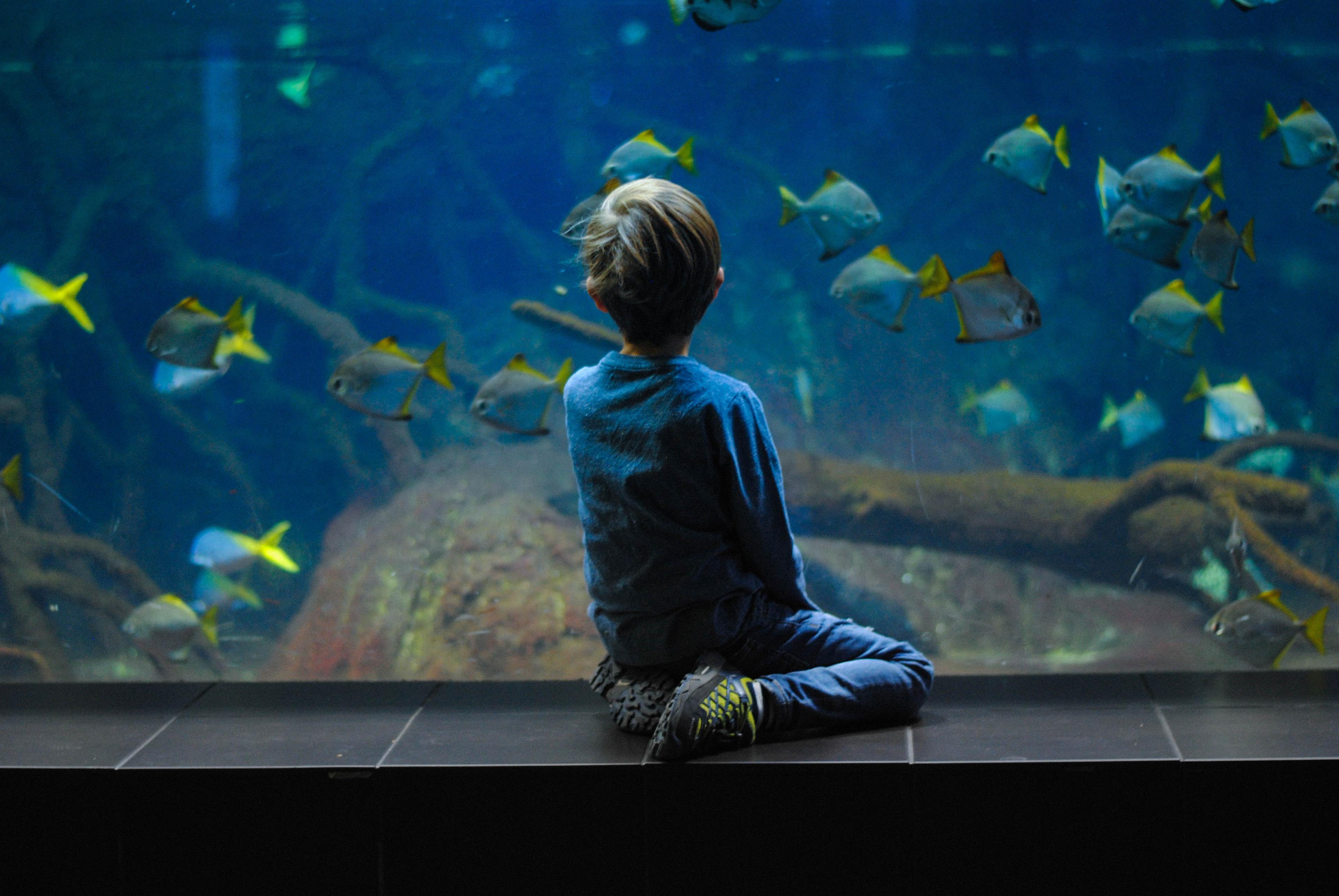 Malta National Aquarium Entry Ticket - cover photo