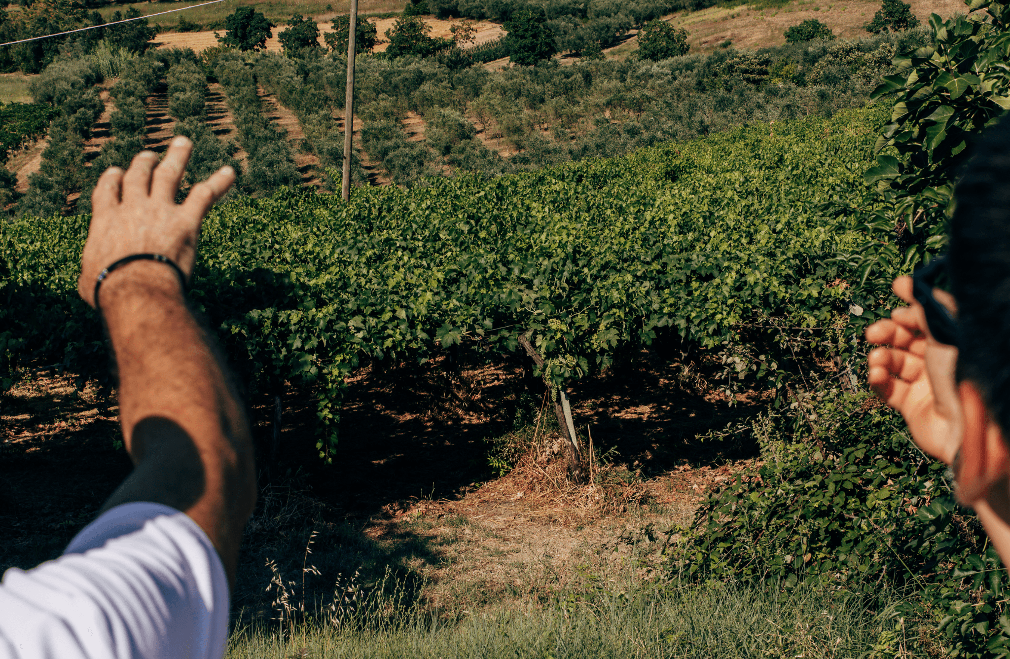 Winery Tour with Wine and Food Tasting in Chieti - photo 3