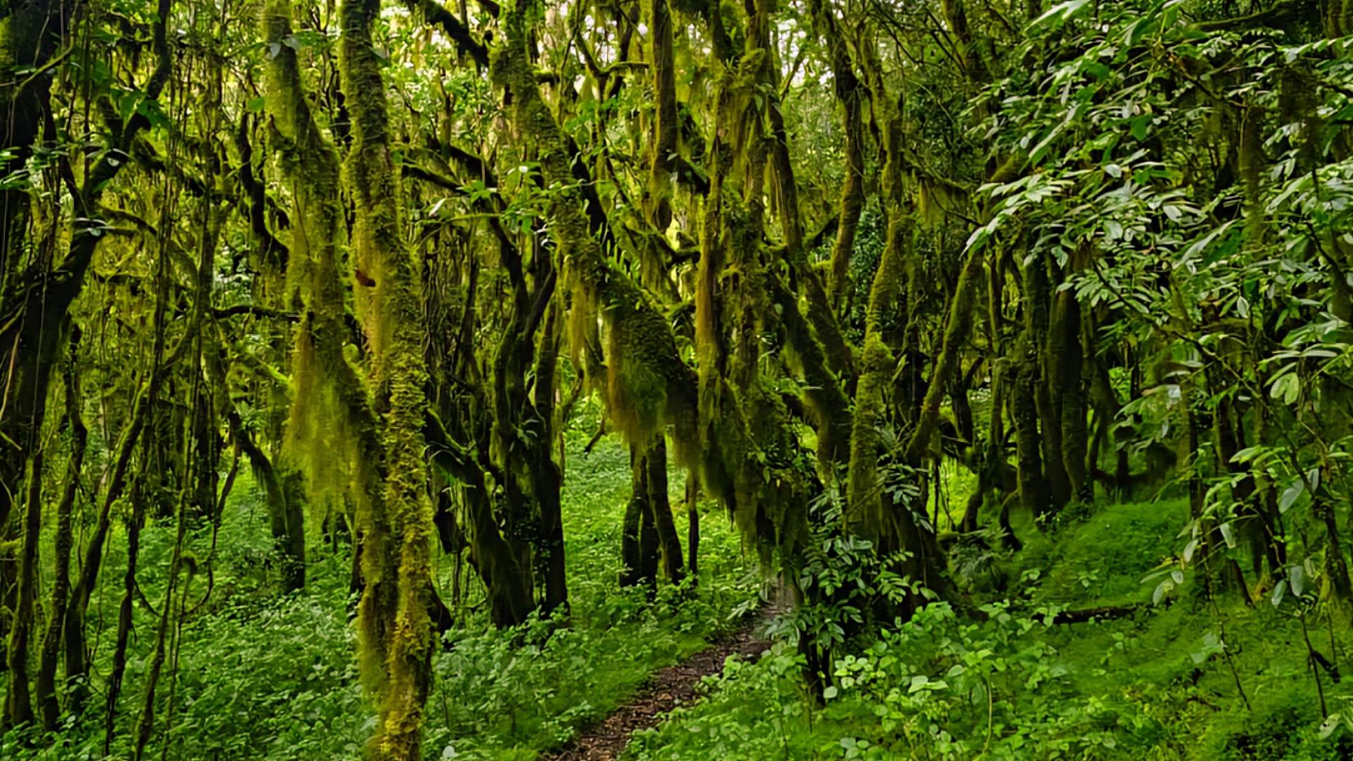 Mount Meru 3-Day Private Luxury Trek | Arusha National Park, Tanzania  - photo 3