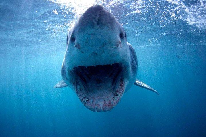 Cape town Private , Shark Diving Gangsbaai Tour - photo 3