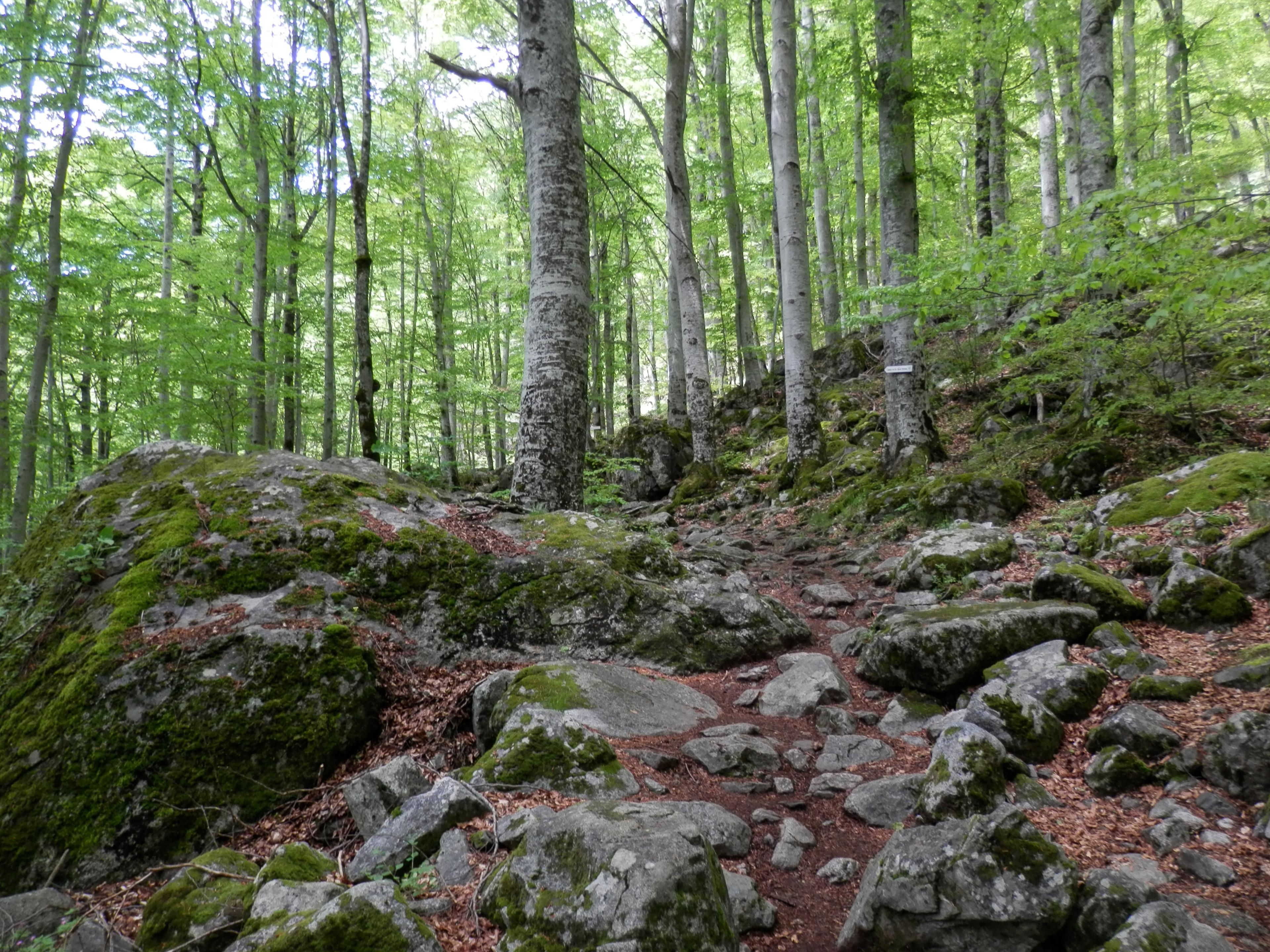 activity image