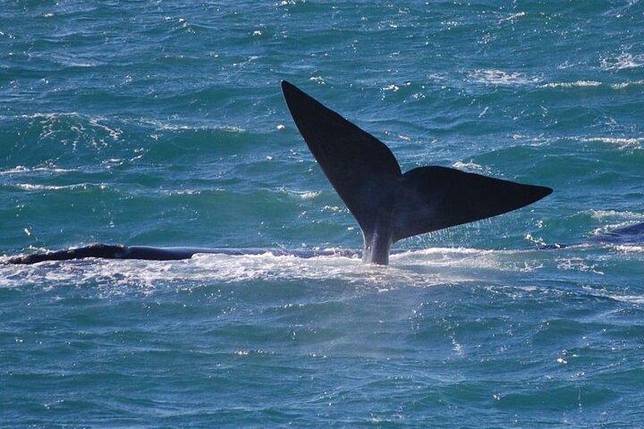 Whale Watching Tour in Hermanus  - photo 3