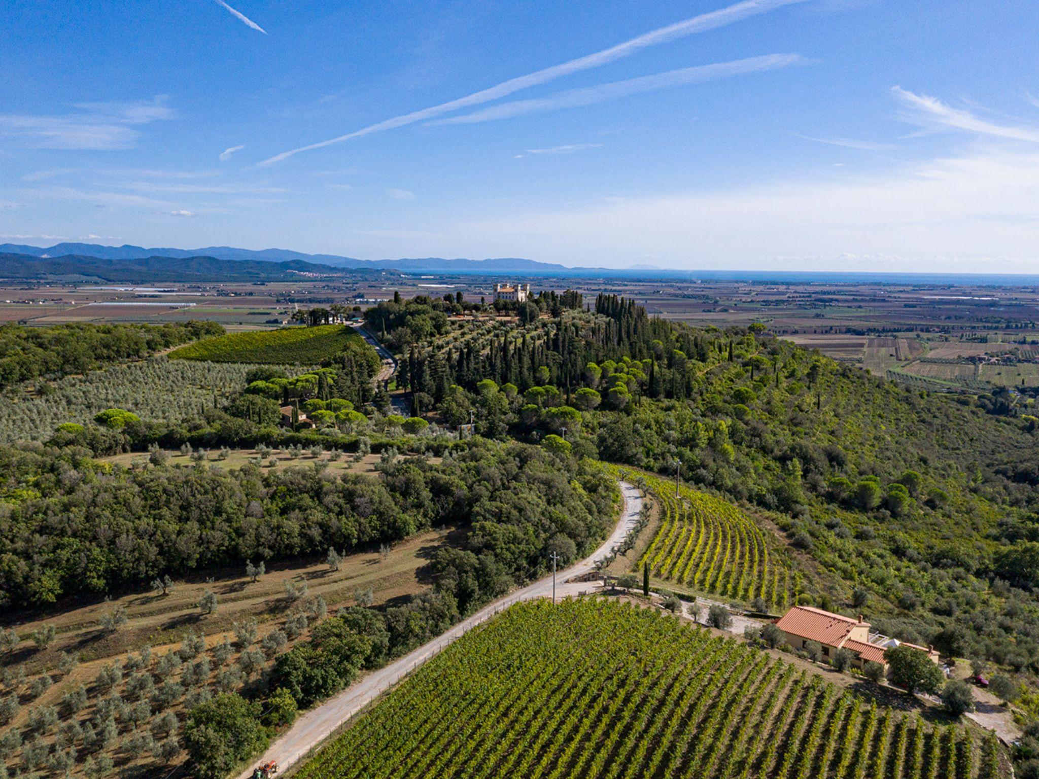 Wine Tasting with Local Food Pairing near Livorno - cover photo