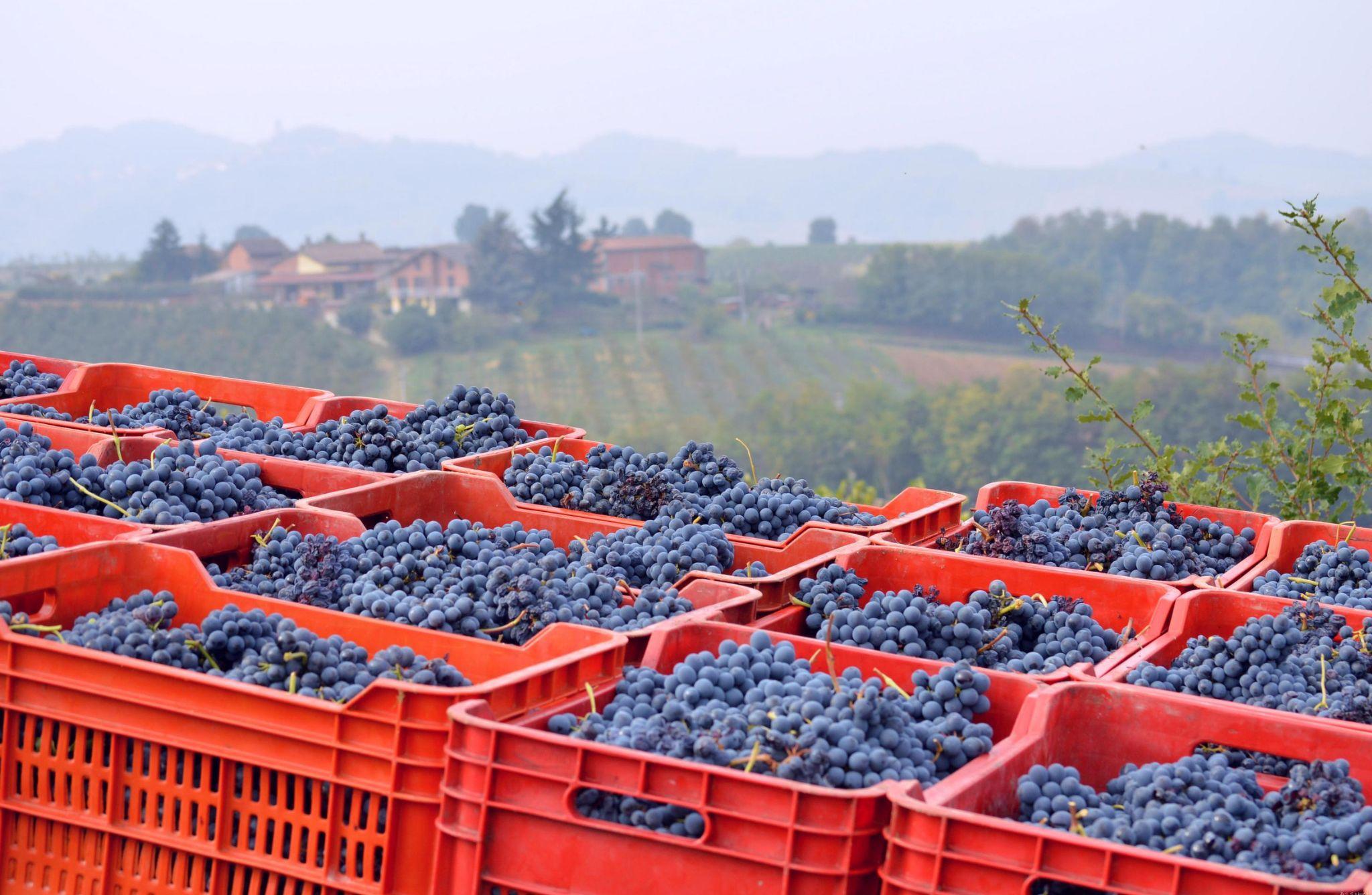Winery Tour with Wine Tasting & Local Food near Tortona - photo 5