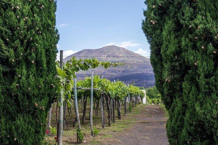 Organic Wine Tasting & Lunch on Vesuvius with Transfer from Sorrento Peninsula - photo 3