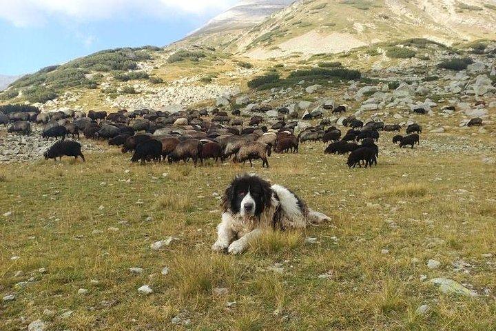 Seeing Unique Bulgarian Breeds of Pets and Privately Tasting Organic Products - photo 5