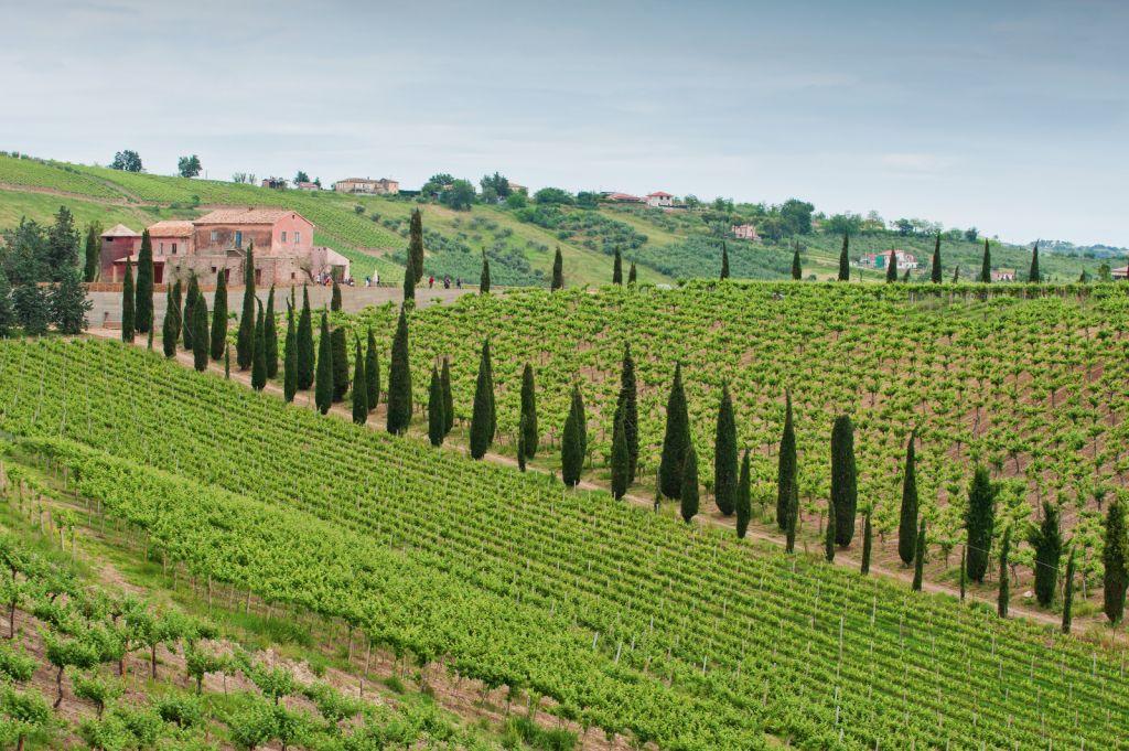 Visit and Tasting at the San Lorenzo's winery, among old houses and of its green coutryside - photo 2