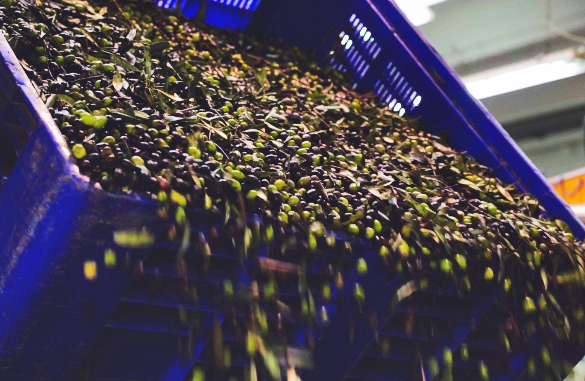 Olive Oil Mill Tour with Tasting and Gift near Bari - photo 3