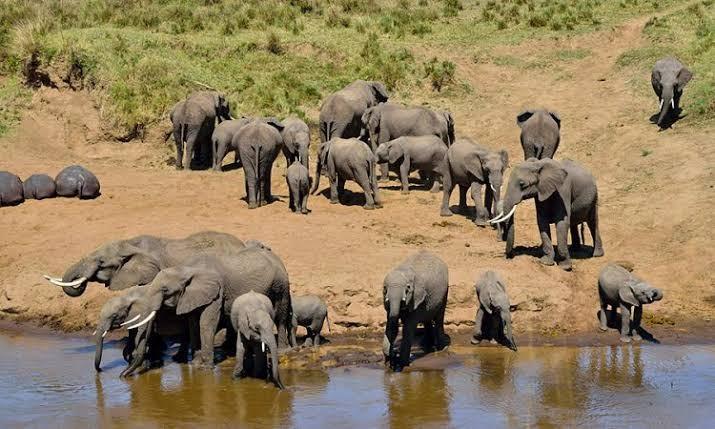 7-Day Kilimanjaro Marangu Trek & Wildlife Safari - photo 3