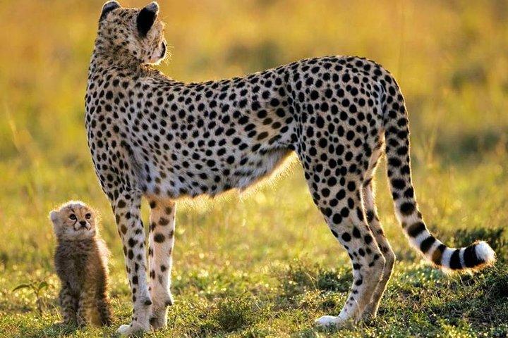 CAPE TOWN SOUTH AFRICA, 2 DAYS OVERNIGHT SAFARI TOUR GAME RESERVE  - cover photo