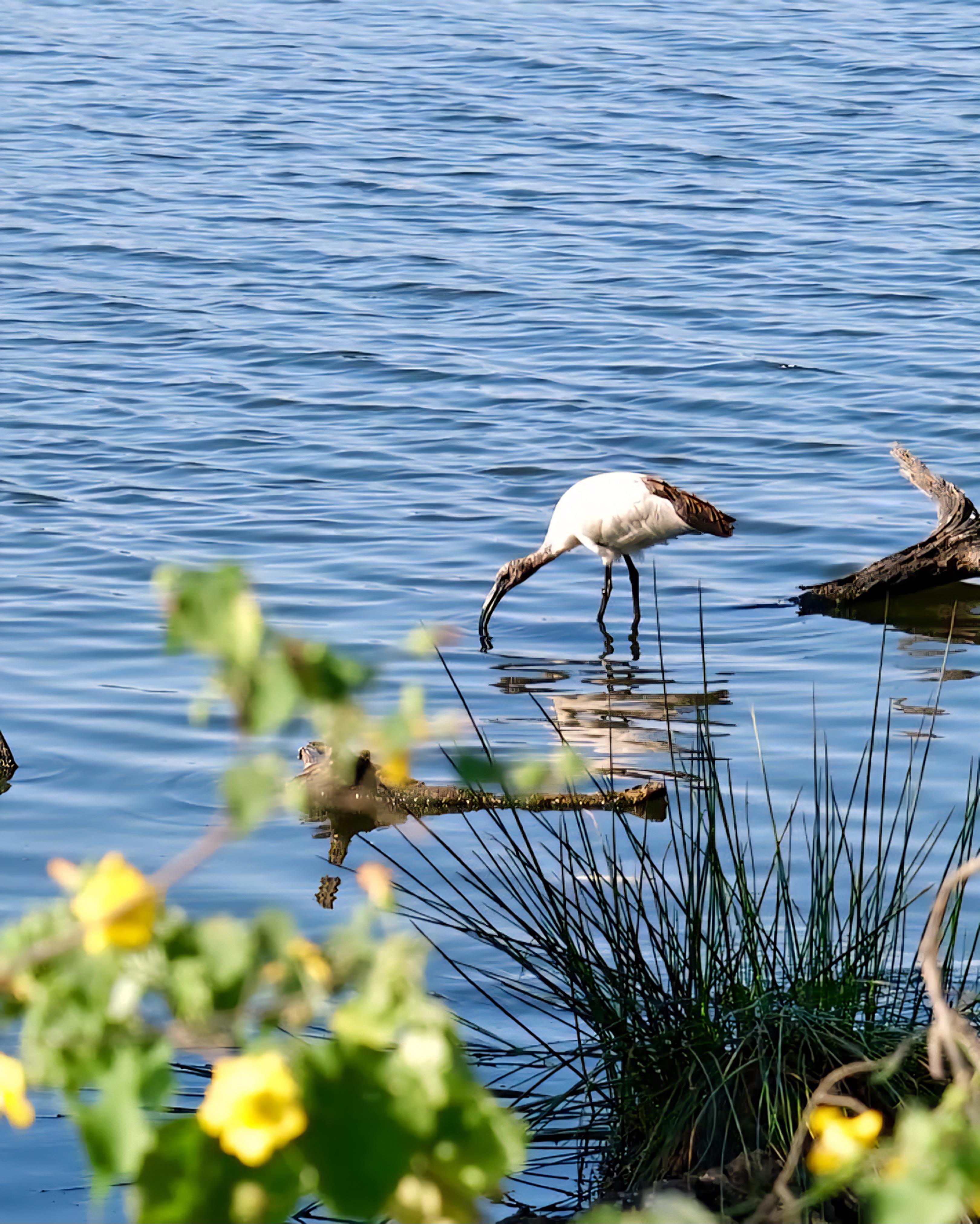 Arusha: Lake Duluti Canoeing | Bird Watching  | Nature Walk Day Tour - photo 3