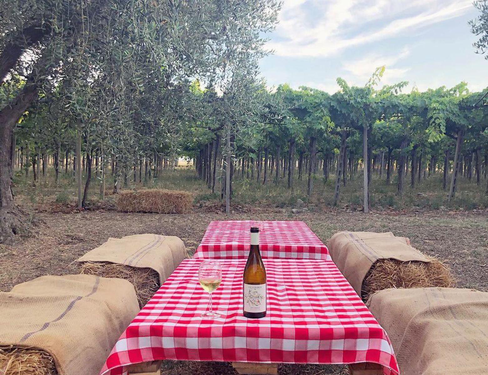Pic Nic among Olives and Vineyards - photo 5