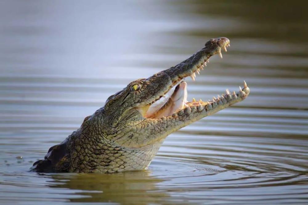 Dubai Crocodile Park Entrance Tickets - cover photo