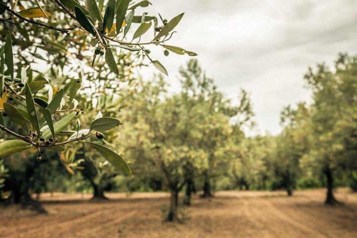 Food and wine tour of San Vito Chietino - photo 2