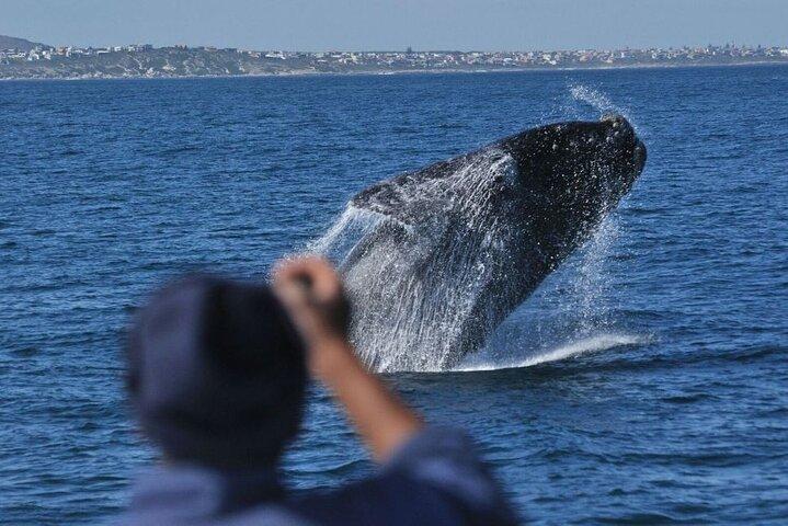 Whale Watching Tour in Hermanus  - cover photo