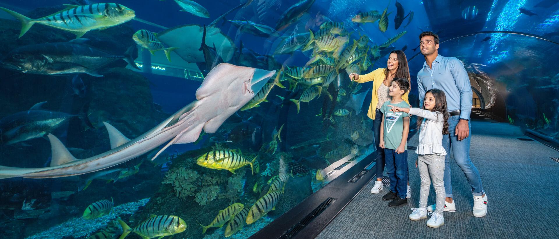Dubai Mall Aquarium & Underwater Zoo Tickets - cover photo