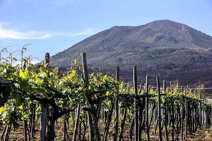 Pompeii Ruins & Hercualenum with Lunch & Wine Tasting from Rome - photo 4