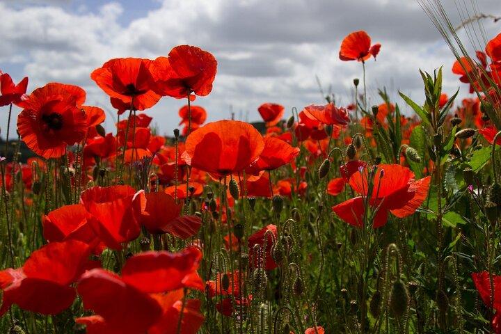 Flanders Fields Remembrance Tour - from Brussels - photo 5