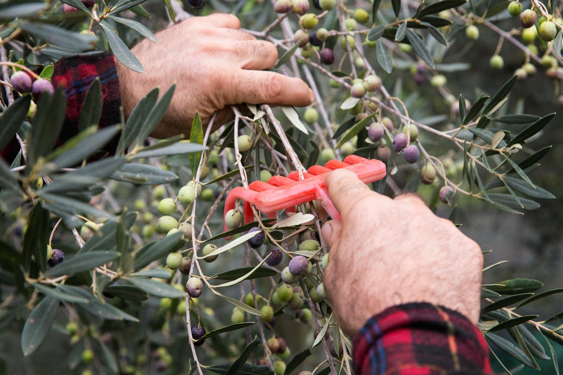 Visita l'azienda agricola Garra  degusta l'olio e i suoi prodotti - photo 2