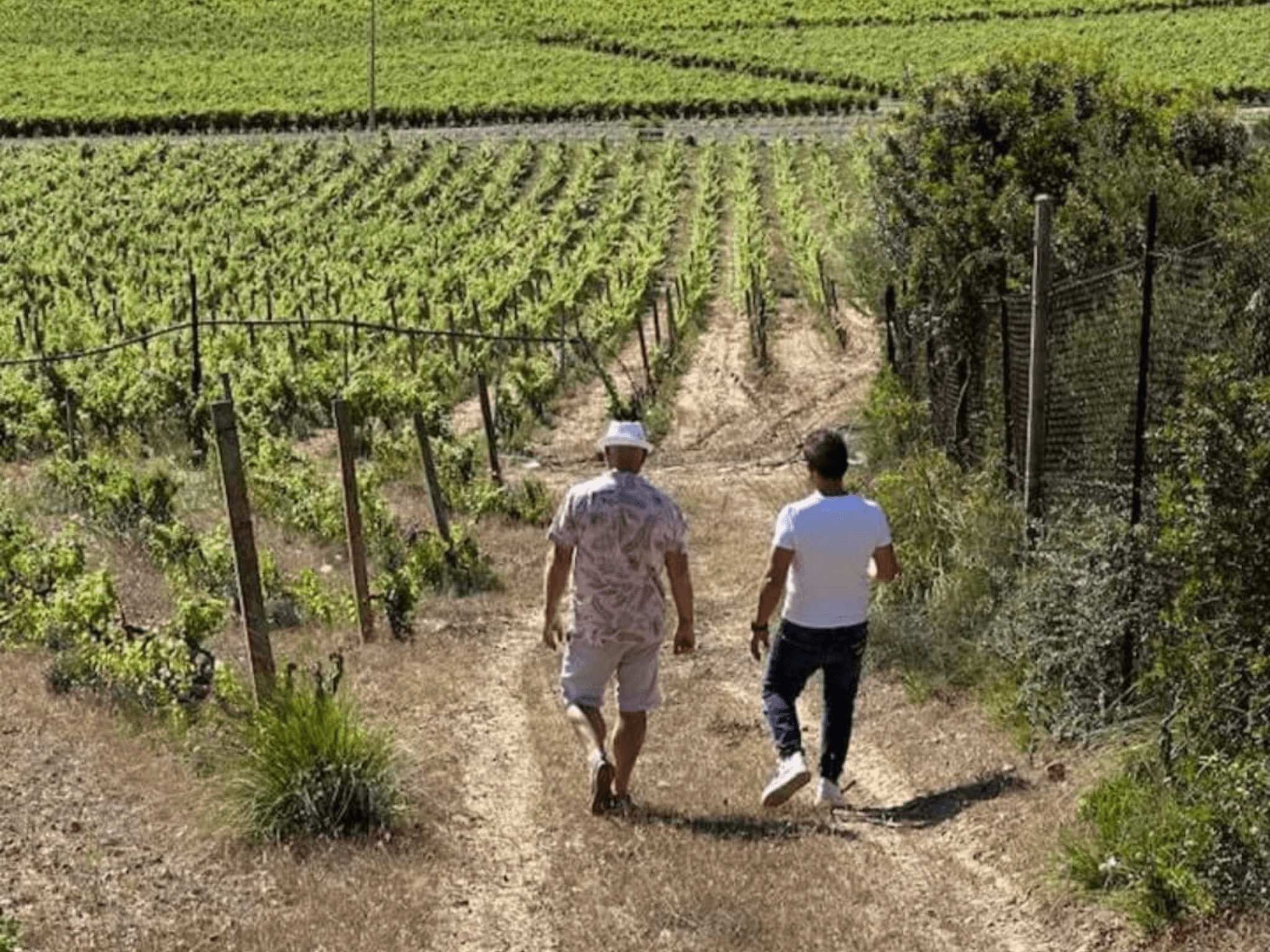 Boutique Winery Tour with Wine & Food Tasting near Cagliari - photo 4