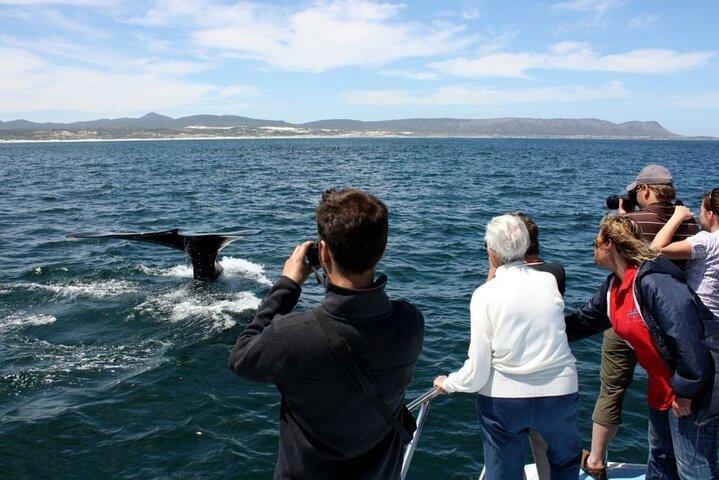 Whale Watching Tour in Hermanus  - photo 4
