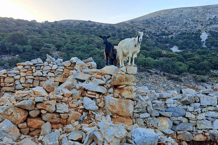 Shore Excursion Heraklion Port to Knossos Lasithi and Olive Mill - photo 4