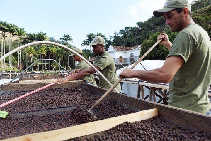 Rural Coffee Farm Tour with Breakfast & Lunch - Roasting & Tasting Experience  - photo 5