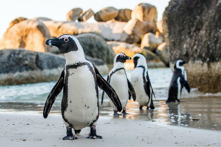 Boulders Beach Penguin Colony Tour - photo 3