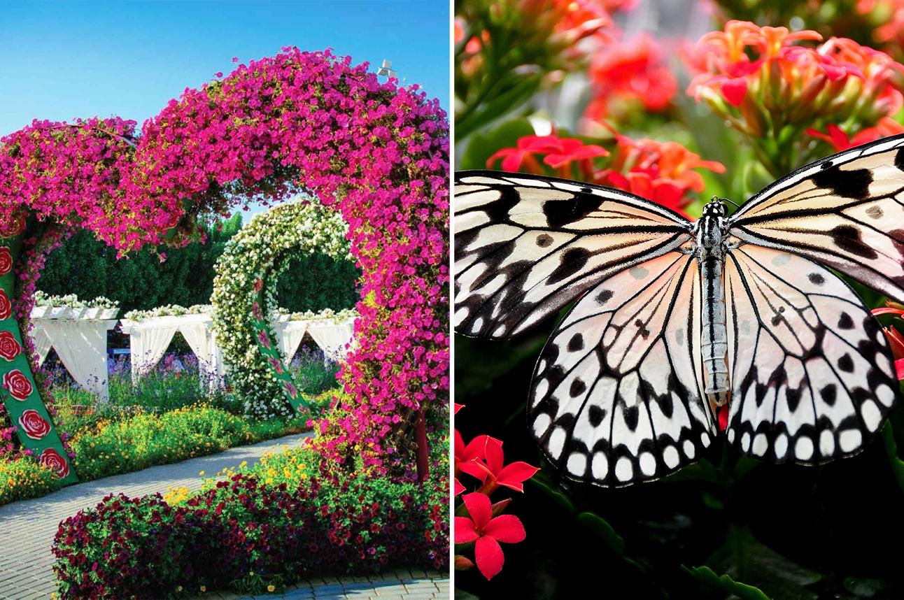Dubai Miracle & Butterfly Garden Entrance Tickets - cover photo