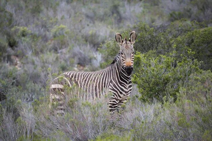 Cape Town-2 Days 1-Overnight Sanbona Big Five Safaris Game Reserv - photo 4