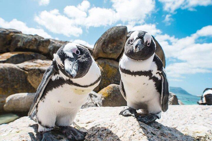 Boulders Beach Penguin Colony Tour - cover photo