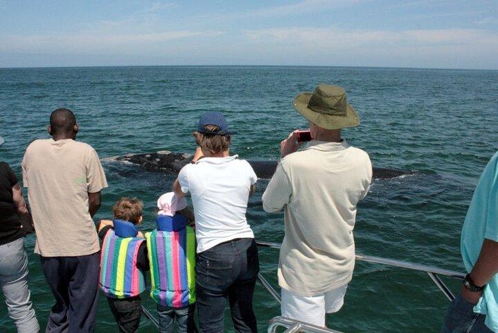Whale Watching Tour in Hermanus  - photo 5