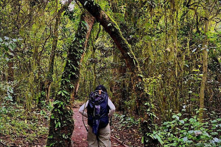Kilimanjaro Rainforest Day Hike to Mandara Hut – Marangu Route, Tanzania - photo 5