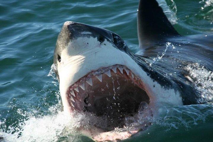 Cape Town 3-Day Attraction Tours: Shark Diving & Cape Peninsula & Wine Tasting - photo 3