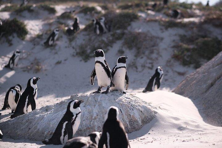 Boulders Beach Penguin Colony Tour - photo 2
