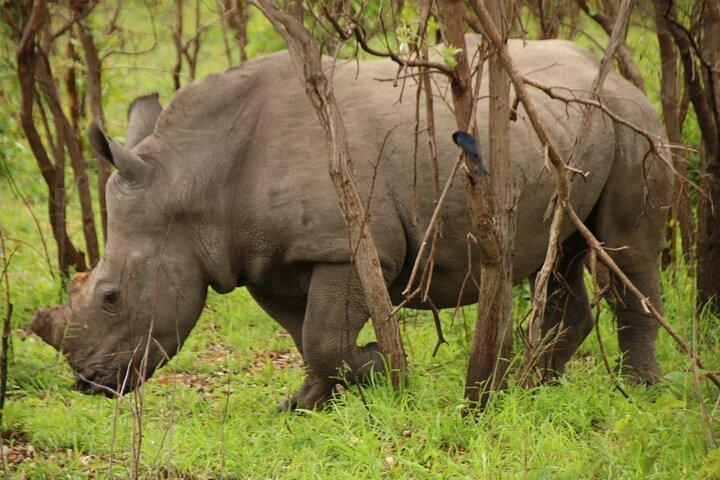 activity image