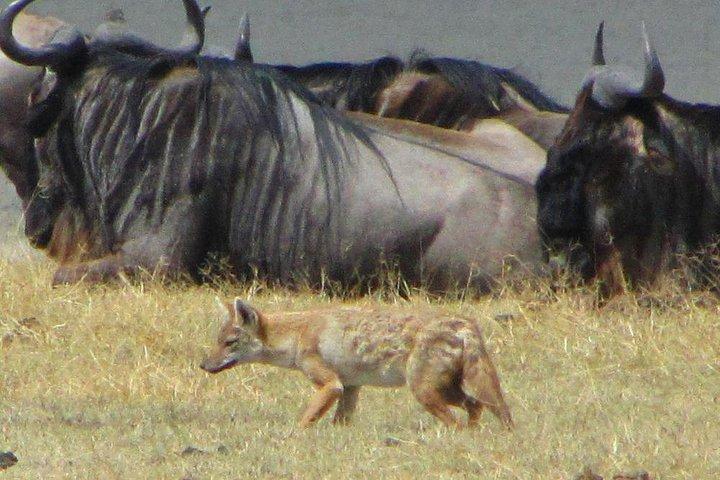 activity image