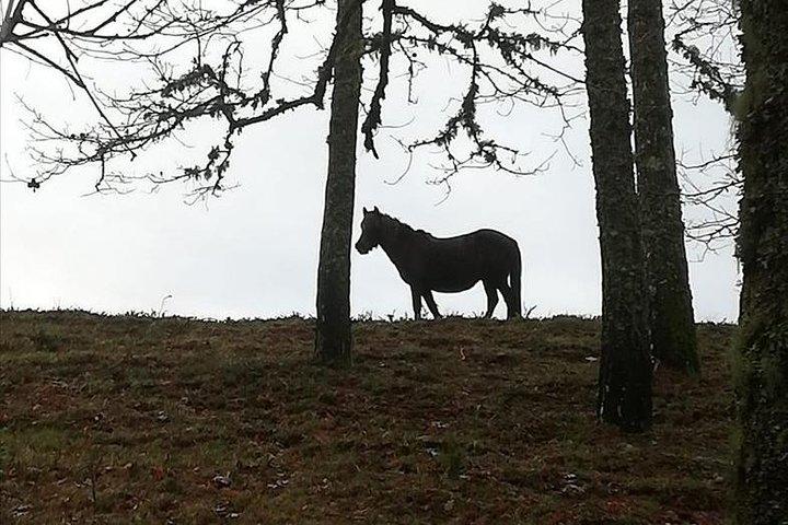 activity image